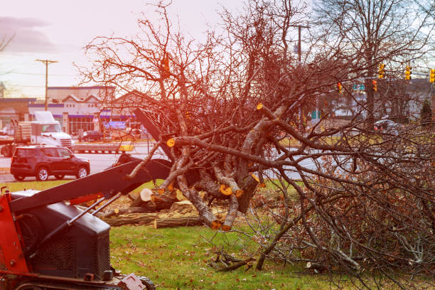 How Our Tree Care Process Works  in  Westlake Corner, VA