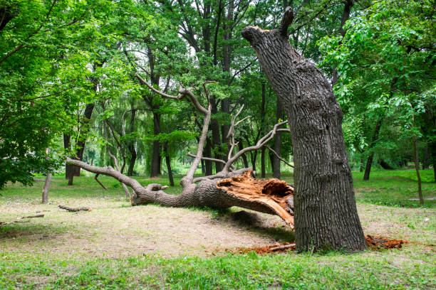 Westlake Corner, VA Tree Removal Services Company