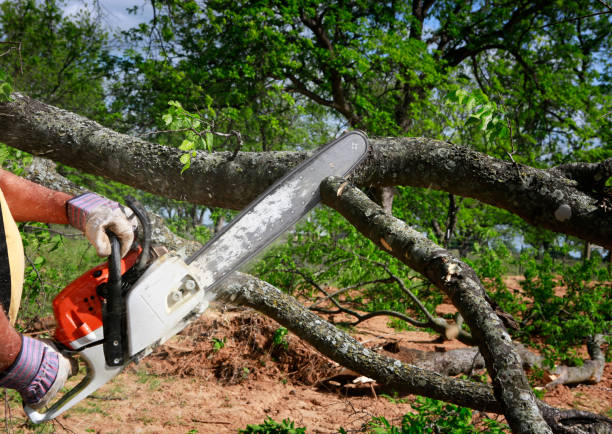 Best Root Management and Removal  in Westlake Corner, VA